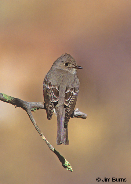 Western Wood-Pewee dorsal