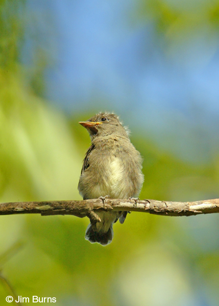 Western Wood-Pewee fledgling