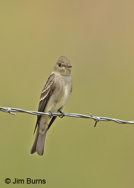 Western Wood-Pewee on wire