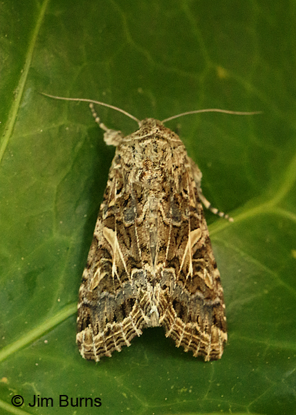 Western Yellowstriped Armyworm Moth dorsal view, Oregon