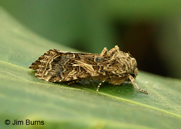 Western Yellowstriped Armyworm Moth, Oregon