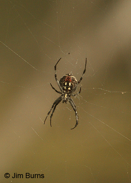 Western Spotted Orbweaver female ventral view, Texas-2000