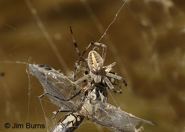 Western Spotted Orbweaver with female Bleached Skimmer, Utah--3000