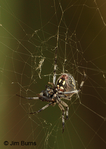 Western Spotted Orbweaver female in web, Texas--4000