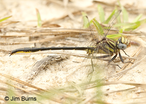 Westfall's Clubtail male, Santa Rosa Co., FL, March 2017