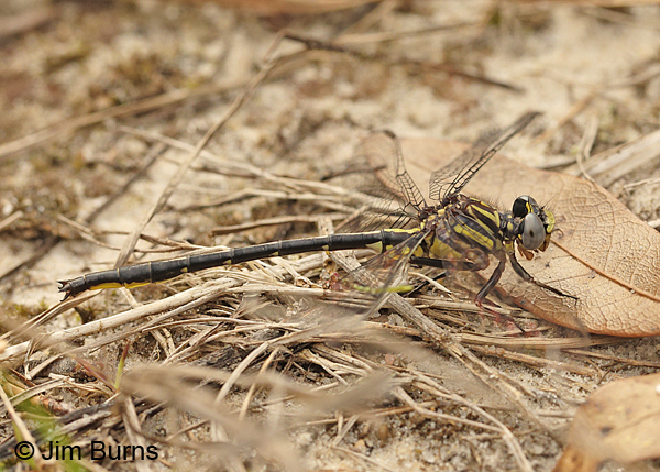 Westfall's Clubtail male, Santa Rosa Co., FL, March 2016