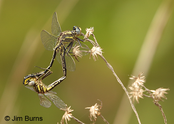 Westfall's Clubtail pair in wheel, Santa Rosa Co., FL, March 2016