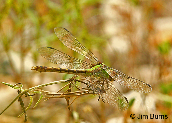 Westfall's Snaketail female, Reynolds Co., MO, June 2016