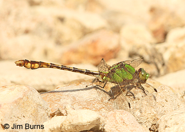 Westfall's Snaketail male, Reynolds Co., MO, June 2016