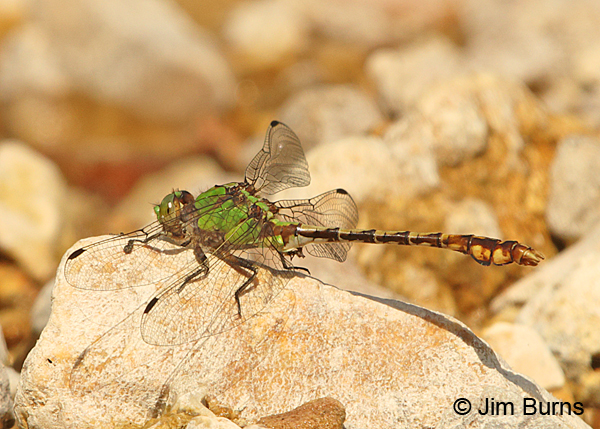 Westfall's Snaketail male #2, Reynolds Co., MO, June 2016