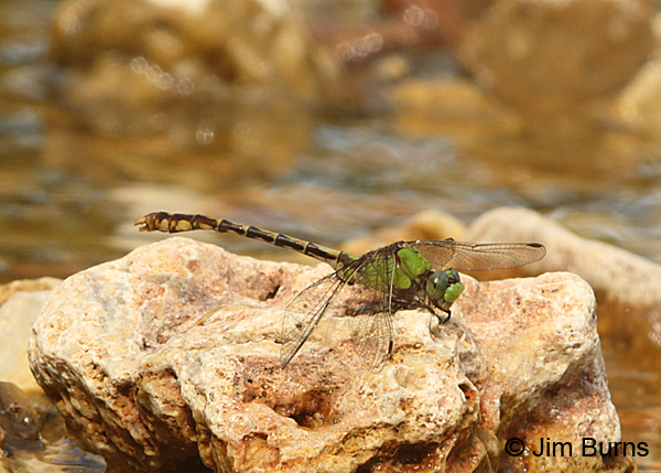 Westfall's Snaketail male #3, Reynolds Co., MO, June 2016