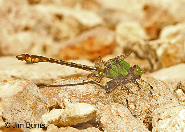 Westfall's Snaketail male obelisking, Reynolds Co., MO, June 2016