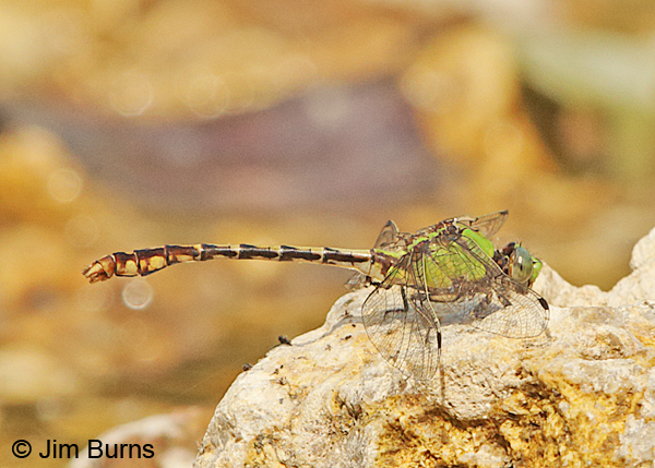 Westfall's Snaketail male with bokeh, Reynolds Co., MO, June 2016