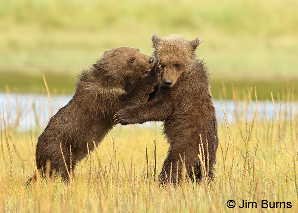 When Push Comes To Shove 8629