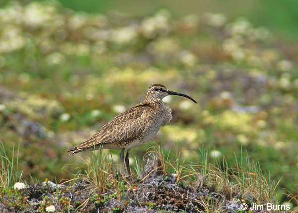 Whimbrel