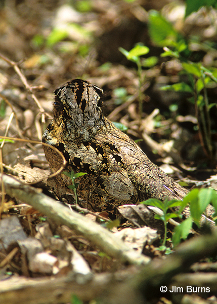 Eastern Whip-poor-will dorsal view