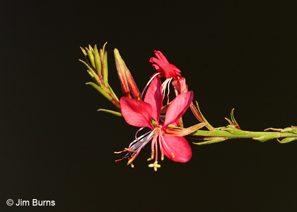Whirling Butterflies, Arizona