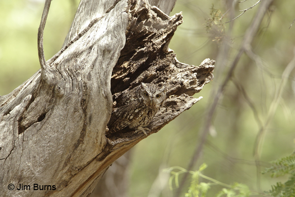 Whiskered Screech-Owl at day roost