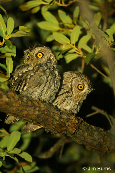 Whiskered Sreech-Owls