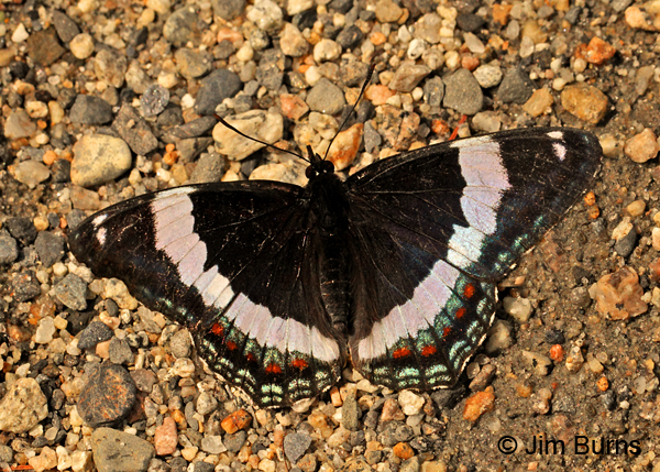 White Admiral, Minnesota