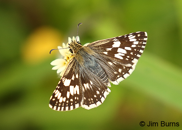 White Checkered-Skipper female, Texas