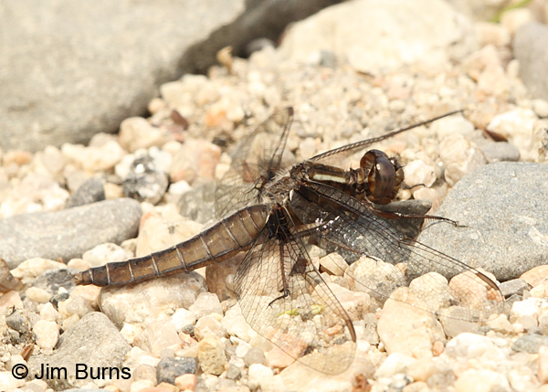 White Corporal female, Penobscot Co., ME, July 2014