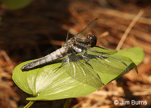 White Corporal male, Washington Co., ME, July 2014