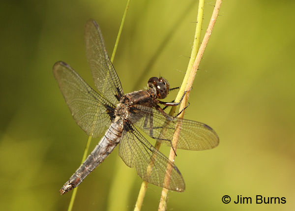 White Corporal male in grass, Washington Co., ME, July 2014
