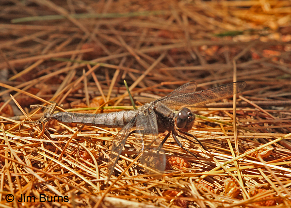 White Corporal male on pine needles, Washington Co., ME, July 2014