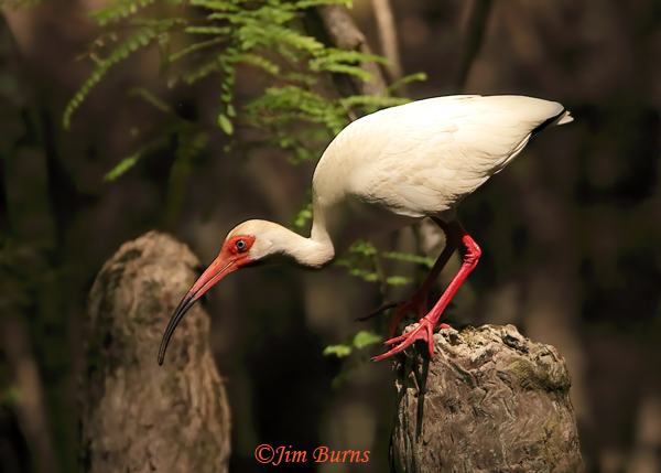 White Ibis on cypress knee--8056