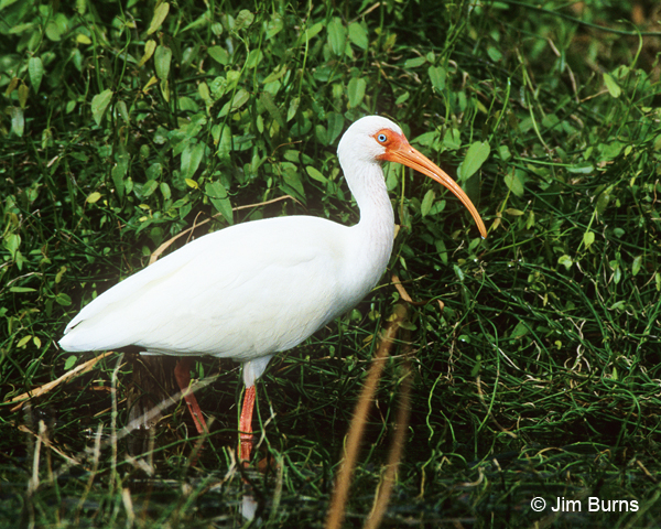 White Ibis