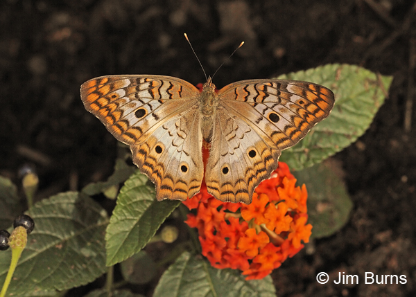White Peacock on Lantana, Texas