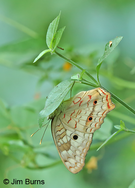 White Peacock underwing, Texas