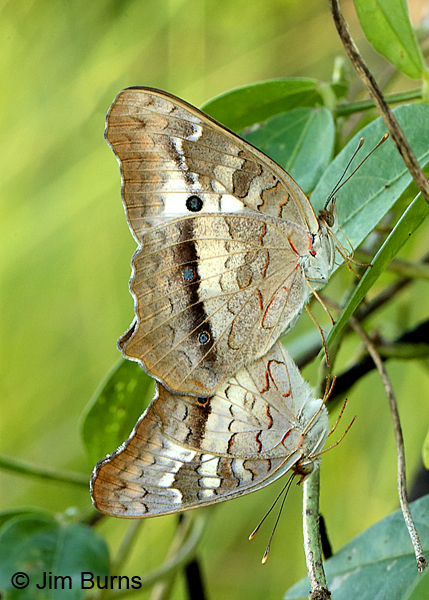 White Peacocks mating, Florida