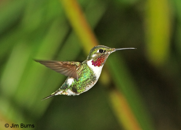 White-bellied Woodstar male in flight