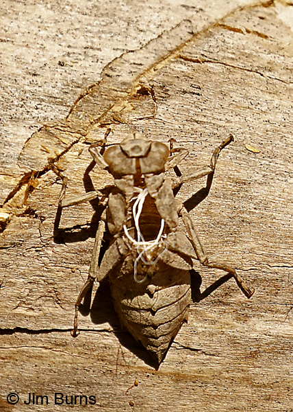White-belted Ringtail exuviae, Greenlee Co., AZ, May 2018--8843