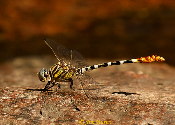 White-belted Ringtail male, Maricopa Co., AZ, September 2019--6456