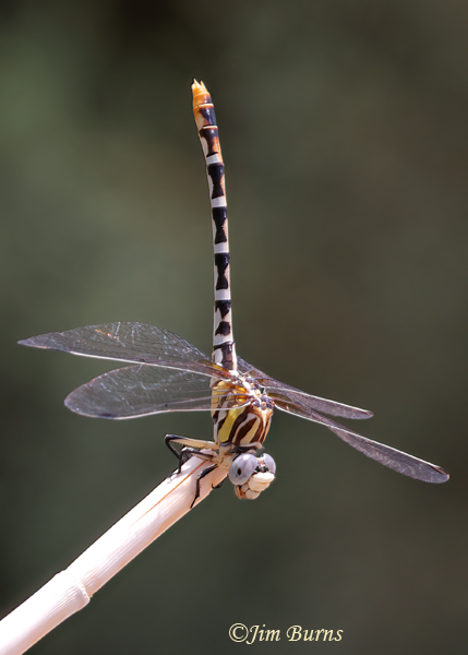 White-belted Ringtail female obelisking, Maricopa Co., AZ, August 2024--1982