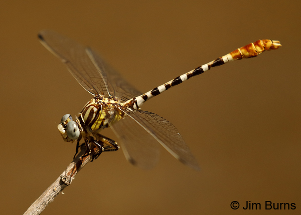 White-belted Ringtail male, Maricopa Co., AZ, June 2018--8909