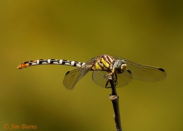 White-belted Ringtail female, Maricopa Co., AZ, September 2018--1098