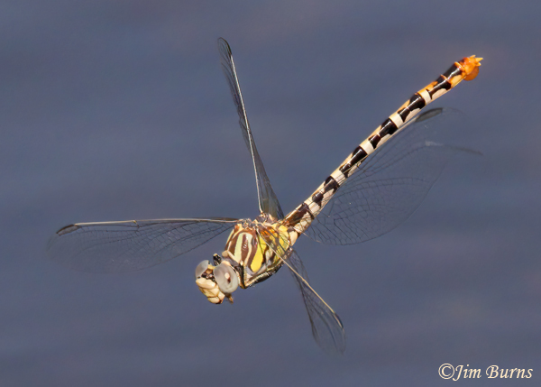 White-belted Ringtail female in flight with egg sac, Maricopa Co., AZ, September 2022--8179