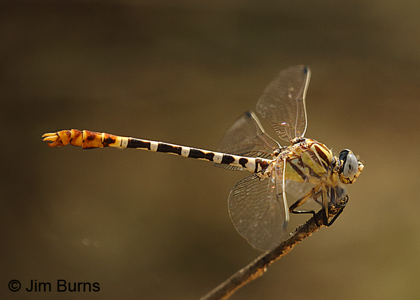 White-belted Ringtail male, Maricopa Co., AZ, August 2018--8192