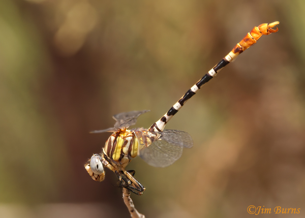 White-belted Ringtail male obelisking, Maricopa Co., AZ, September 2022--8275