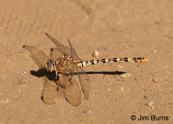 White-belted Ringtail female, Maricopa Co., AZ, October 2012