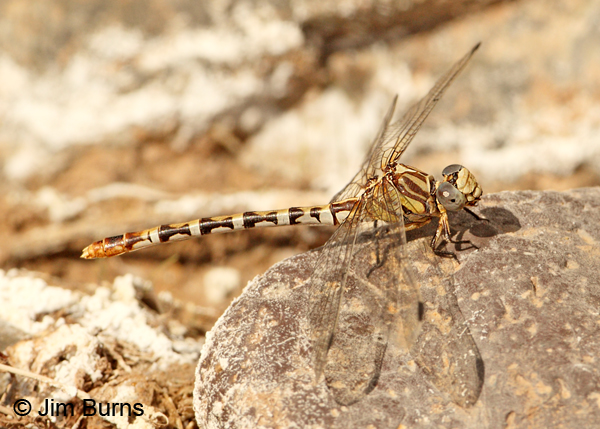 White-belted Ringtail female, Pinal Co., AZ, November 2012