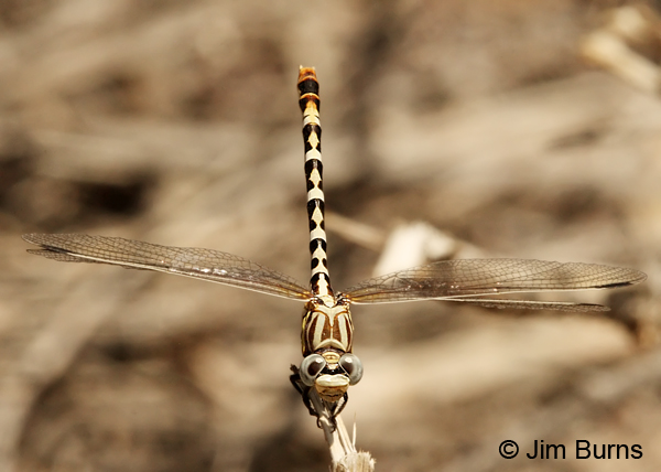 White-belted Ringtail female dorsal view, Sandoval Co., NM, August 2013