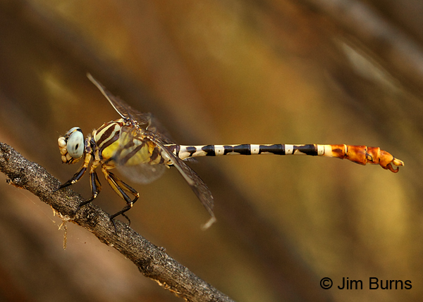 White-belted Ringtail male, Maricopa Co., AZ, September 2017