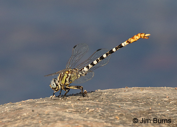 White-belted Ringtail male obelisking, Maricopa Co., AZ, October 2017