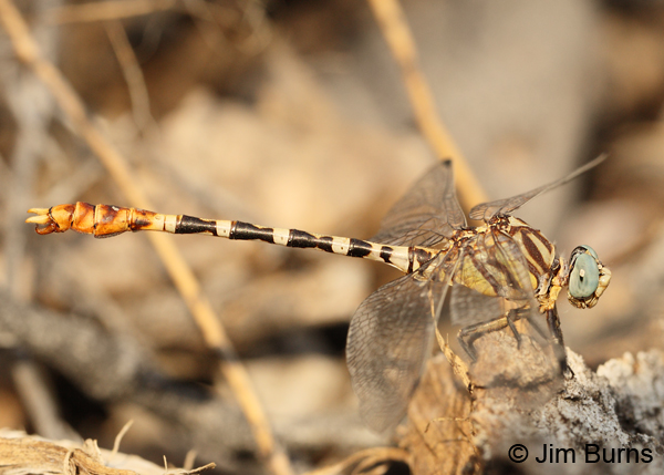 White-belted Ringtail male, Graham Co., AZ, August 2012