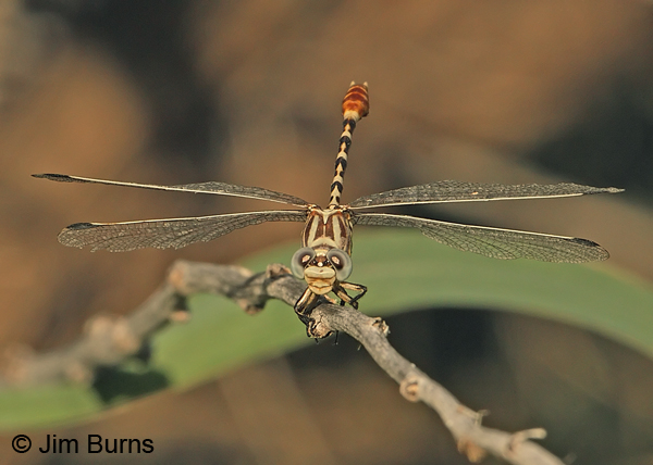 White-belted Ringtail male, face shot, Graham Co., AZ, August 2012
